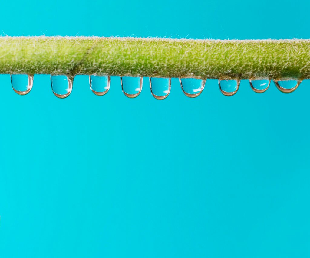 Arrosage goutte à goutte : économiser 50 % d'eau au jardin